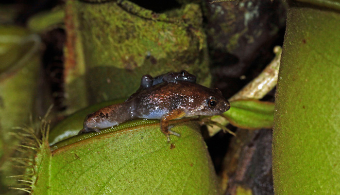 Ini 7 Hewan Paling Aneh Di Muka Bumi Mongabay Co Id