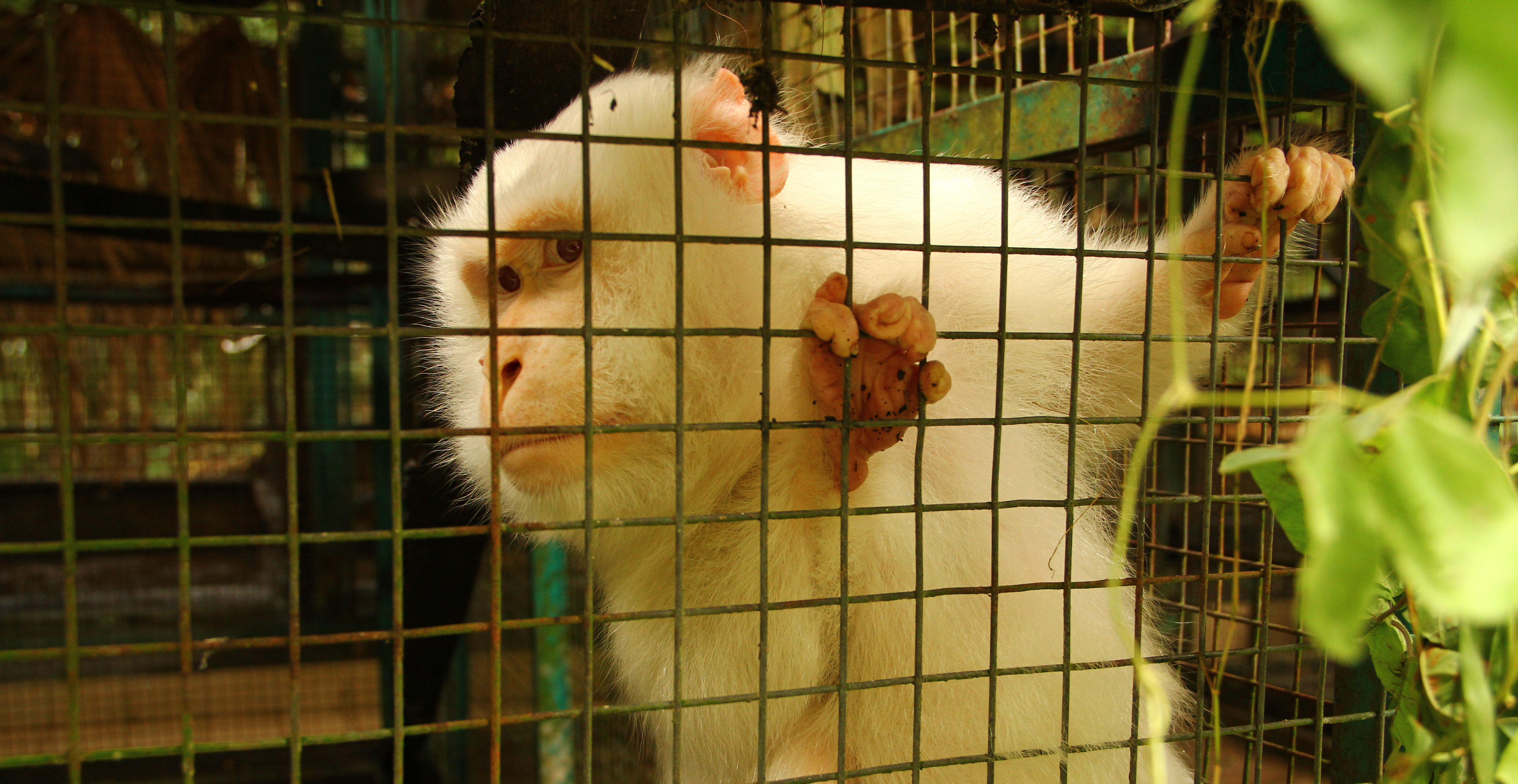 Ramai Ramai Desak Setop Perdagangan Monyet Mongabaycoid
