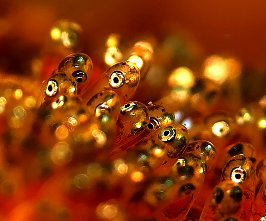 Telur ikan badut atau clownfish di perairan Malalayang, Manado, Sulut | Foto: Anton Wisuda/Mongabay Indonesia