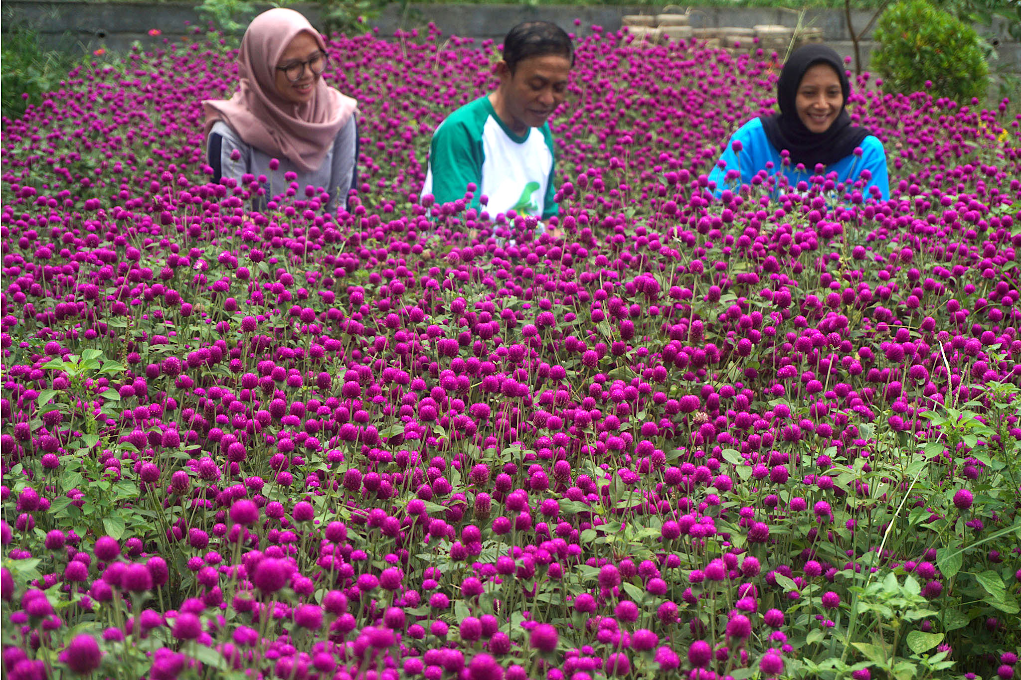 1Dosen dan mahasiswa Fakultas Pertanian Unsoed Purwokerto tengah berada di tengah areal pengembangan tanaman bunga. Foto : L Darmawan/Mongabay Indonesia