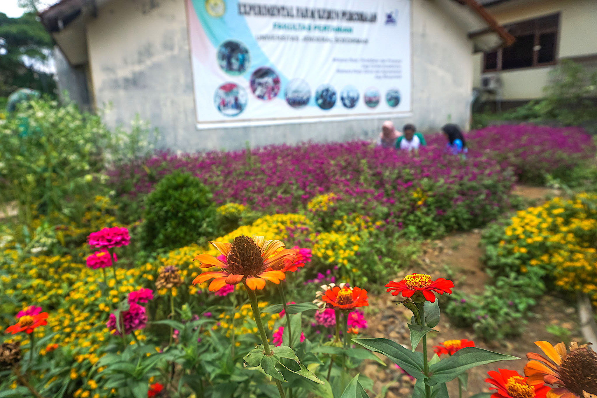 Berbagai jenis tanaman bunga dikembangkan di Exfarm Usoed Purwokerto untuk musuh alami hama padi seperti wereng coklat | Foto: L Darmawan/Mongabay Indonesia