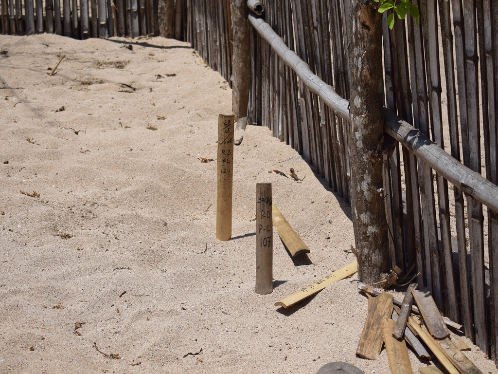 Bambu yang ditancapkan sebagai penanda dan memberikan informasi tentang kapan telur penyu mulai ditanam di dalam pasir atau ditetaskan.Foto : Ebed de Rosary/Mongabay Indonesia