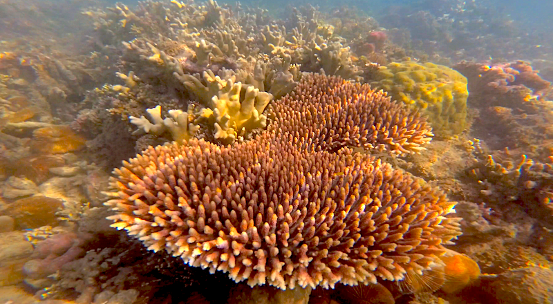 Terumbu karang di laut wilayah Desa Lambangan, Kecamatan Pagimana, Kabupaten Banggai, Sulawesi Tengah | Foto: Christopel Paino/Mongabay Indonesia