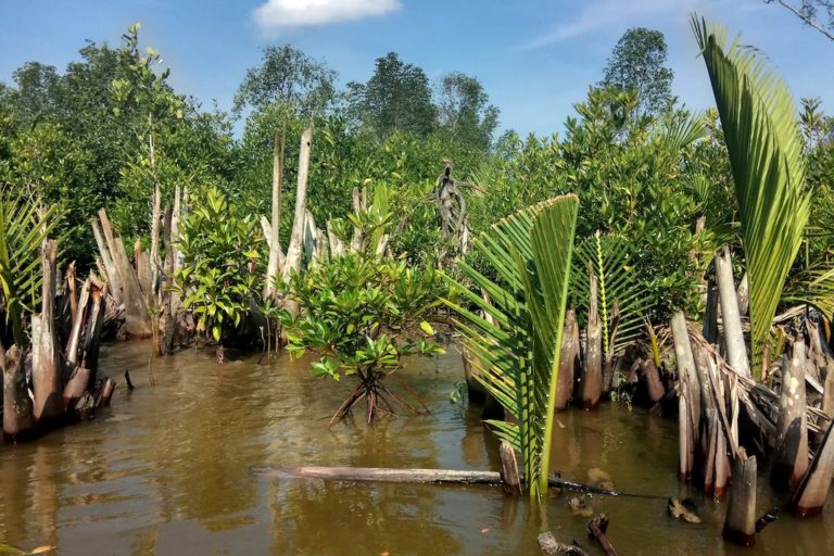 Pembibitan mangrove di Parit 18 Basira, Kelurahan Sapat, Kuala Indragiri, Indragiri Hilir, Riau, akhir Oktober 2018 | Foto: Zamzami/ Mongabay Indonesia