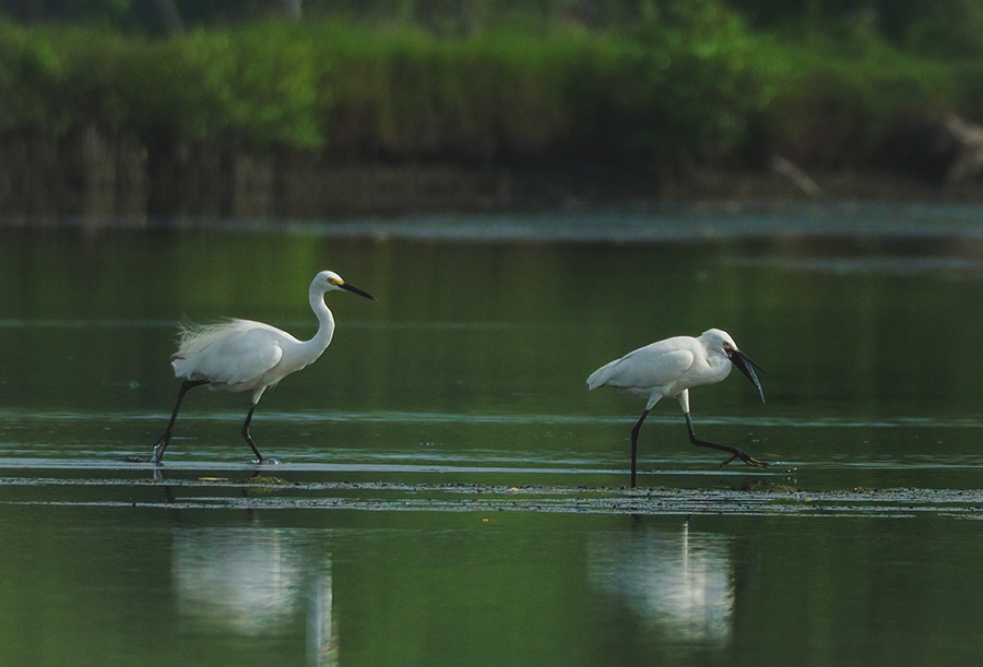 Kuntul kecil (Egretta garzetta) | Foto: Alfa Hardjoko