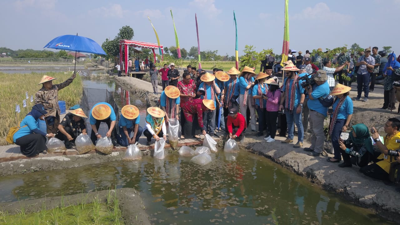 Delegasi negara-negara anggota FAO melepaskan benih ikan saat mempelajari sistem minapadi di Sukoharjo, Jawa Tengah. Foto : Ditjen Perikanan Budidaya KKP/Mongabay Indonesia