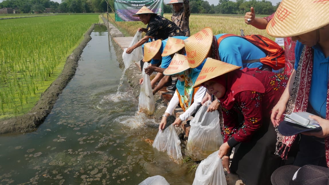 Delegasi negara-negara anggota FAO melepaskan benih ikan saat mempelajari sistem minapadi di Sukoharjo, Jawa Tengah | Foto: Ditjen Perikanan Budidaya KKP/Mongabay Indonesia