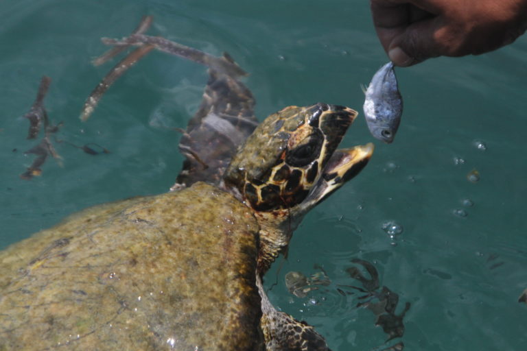 Penyu diberi makan ikan kecil oleh pemuda Bajo, sesaat sebelum dilepas. Foto: Kamarudin/ Mongabay Indonesia