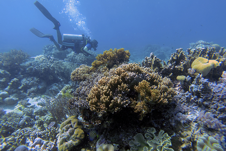 Indahnya terumbu karang di salah satu dive site di kawasan TN Taka Bonerate, Sulsel. Foto : Asri/TN Takabonerate/Mongabay Indonesia