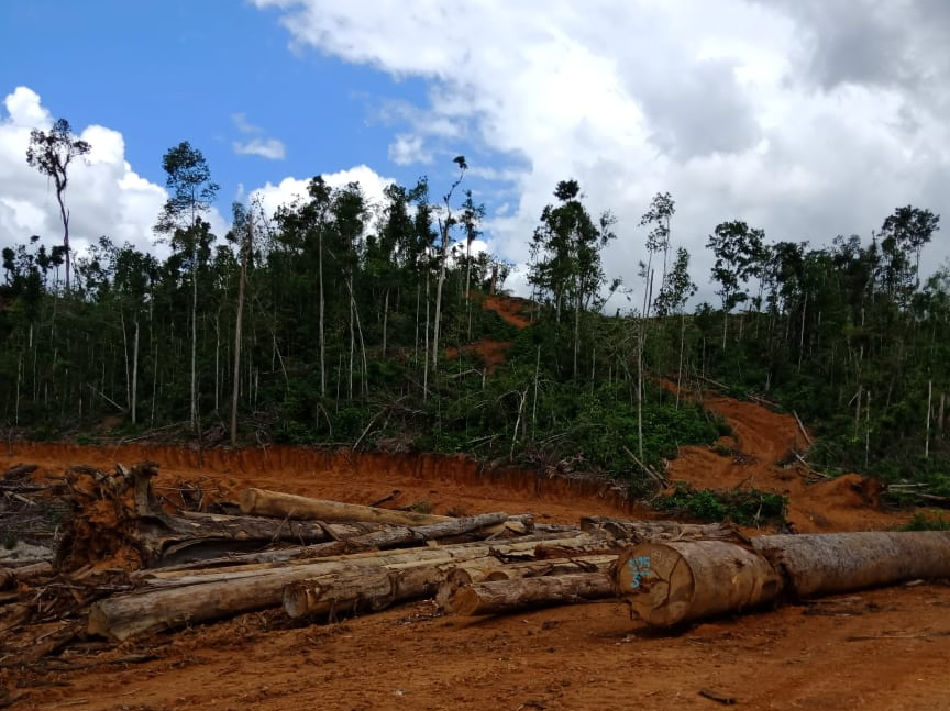 Menebangi hutan tanpa mempertimbangkan dampak lingkungan dapat mengakibatkan terjadinya