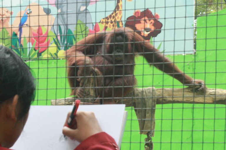 Adya, mahasiswi ISI Surakarta sedang menggambar dengan objek orangutan. Foto: Nuswantoro/ Mongabay Indonesia