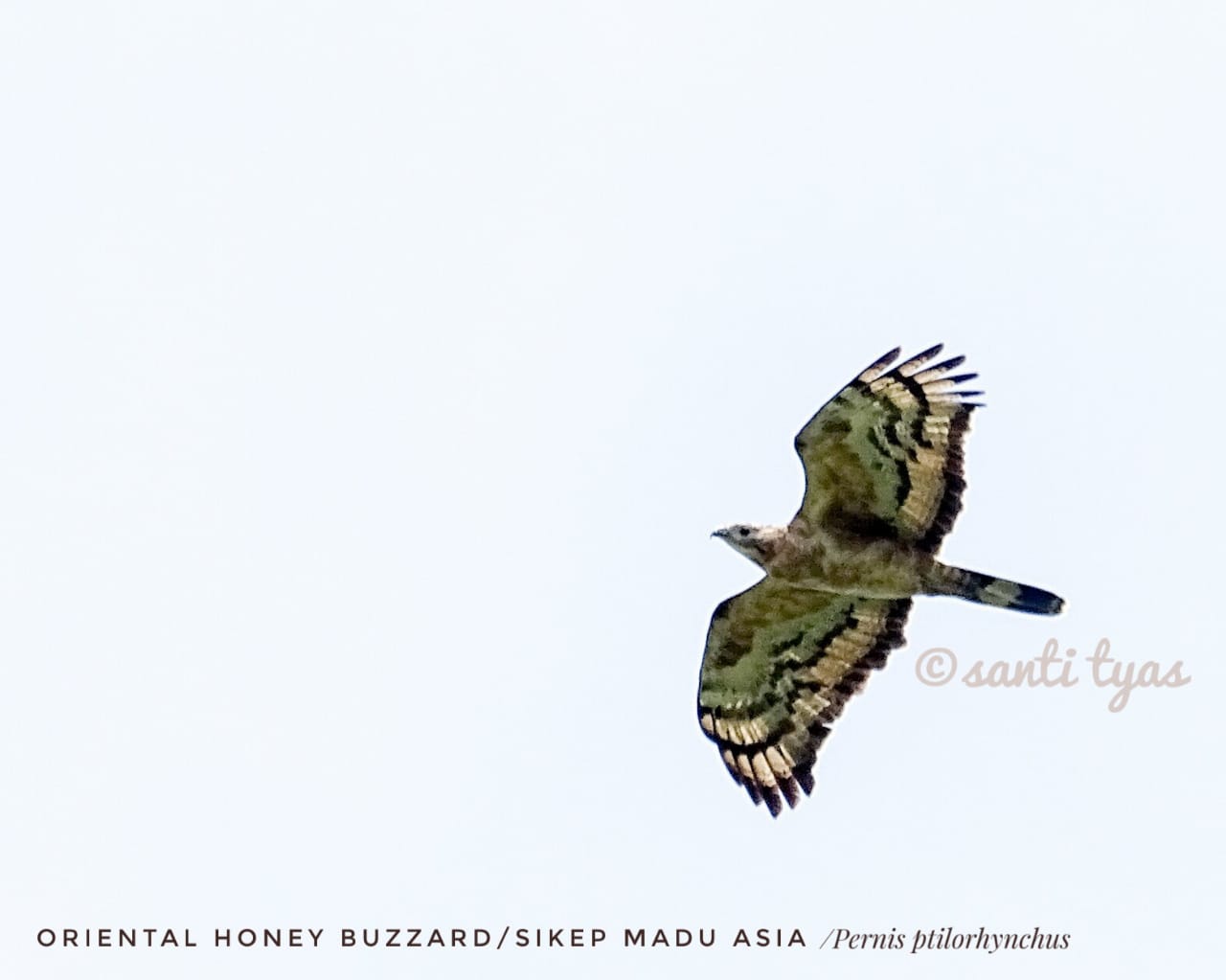 Sikep-madu Asia (Pernis ptilorhyncus/Oriental Honey-buzzard) salah satu jenis burung migran yang paling banyak dan sering melewati Gunung Sega, Karangasem, Bali. Foto : Santi Tyas/Mongabay Indonesia