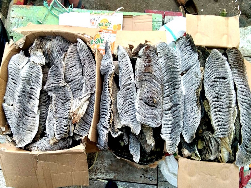 Insang pari manta yang berhasil disita petugas pengawasan laut dan perikanan Flores Timur. Foto : Dinas Perikanan kabupaten Flores Timur/Mongabay Indonesia