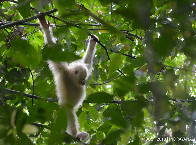 Alba telah memenuhi segala persyaratan untuk dilepasliarkan di habitat aslinya, hutan | Foto: BOSF/Indrayana
