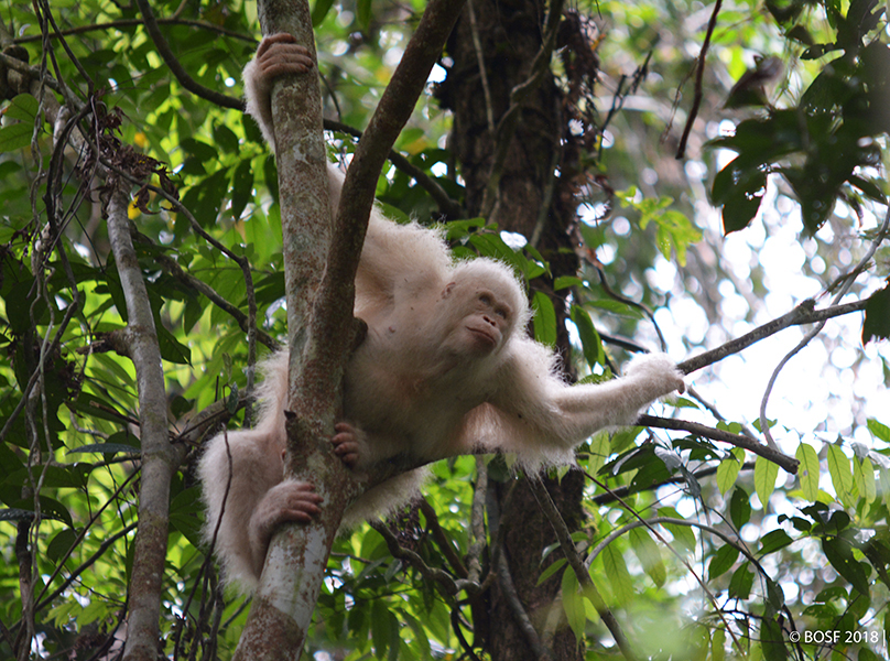 Seunik apapun, seimut apapun, hidup orangutan memang di hutan | Foto: BOSF/Indrayana