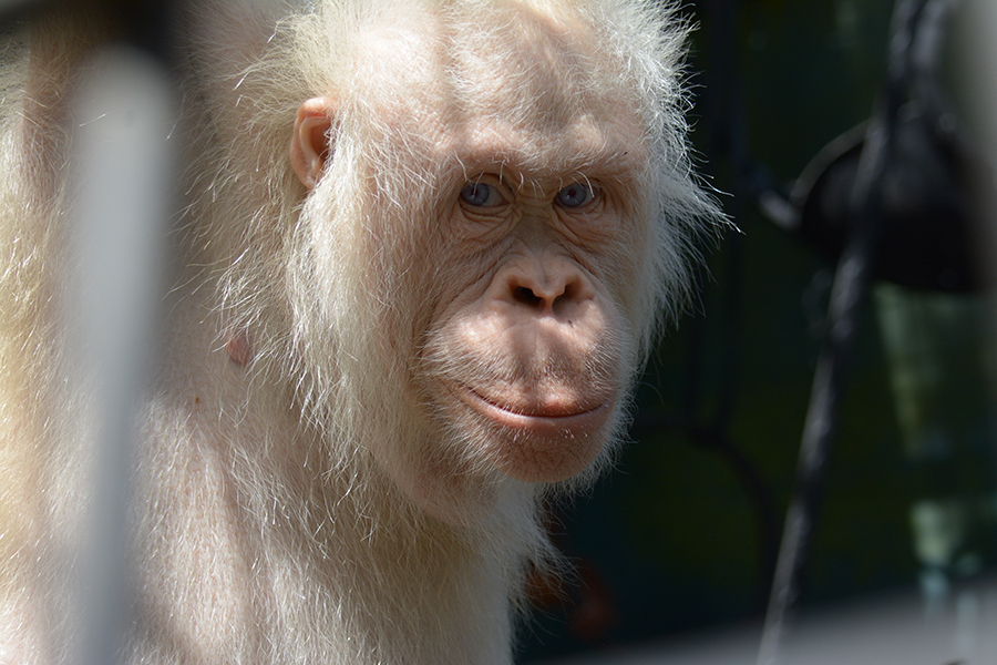 Alba, orangutan albino satu-satunya di dunia. Foto: BOSF (Borneo Orangutan Survival Foundation)