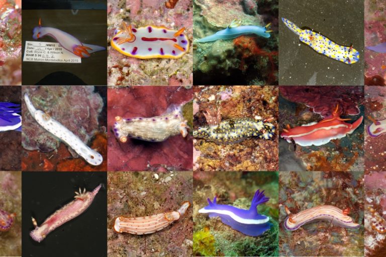 17 jenis siput lautan baru | Foto: California Academy of Sciences