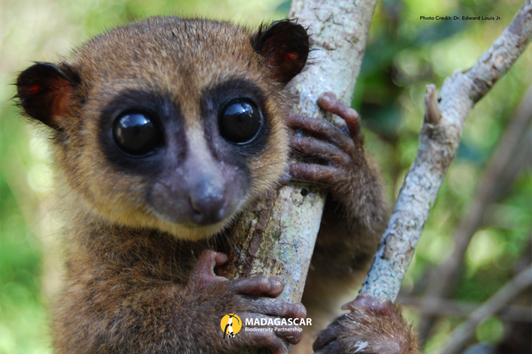 Lemur kerdil Groves (Cheirogaleus grovesi) | Foto : Edward Louis Jr.
