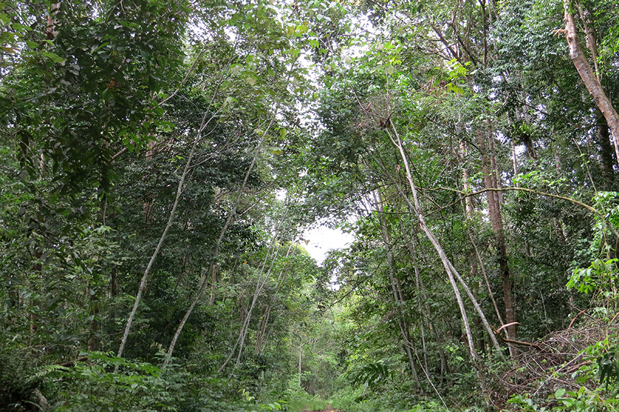 Hutan sekunder Kelian di Kalimantan Timur | Foto: Haerudin R. Sadjudin