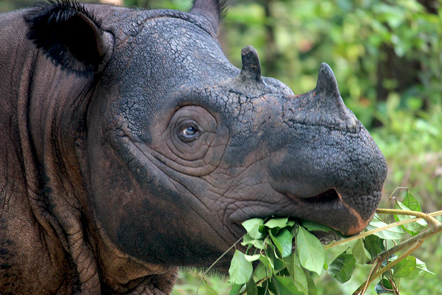 Harapan, badak sumatera kelahiran Cincinnati Zoo, Ohio, Amerika, 27 Mei 2007, yang sejak 2 November 2015 sudah berada di SRS Way Kambas, Lampung. Foto: Rahmadi Rahmad/Mongabay Indonesia