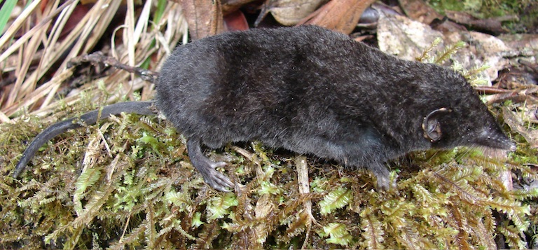 Tikus Palawan yang baru ditemukan dari Filipina tidak menyerupai jenis tikus lain atau memiliki kerabat dekat di Asia atau di tempat lain | Foto: Danilo Balete