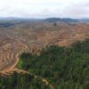 Hutan dihancurkan untuk kebun sawit. Inikah bisnis yang akan dilanggengkan dengan omnibus law? Foto: Save Our Borneo