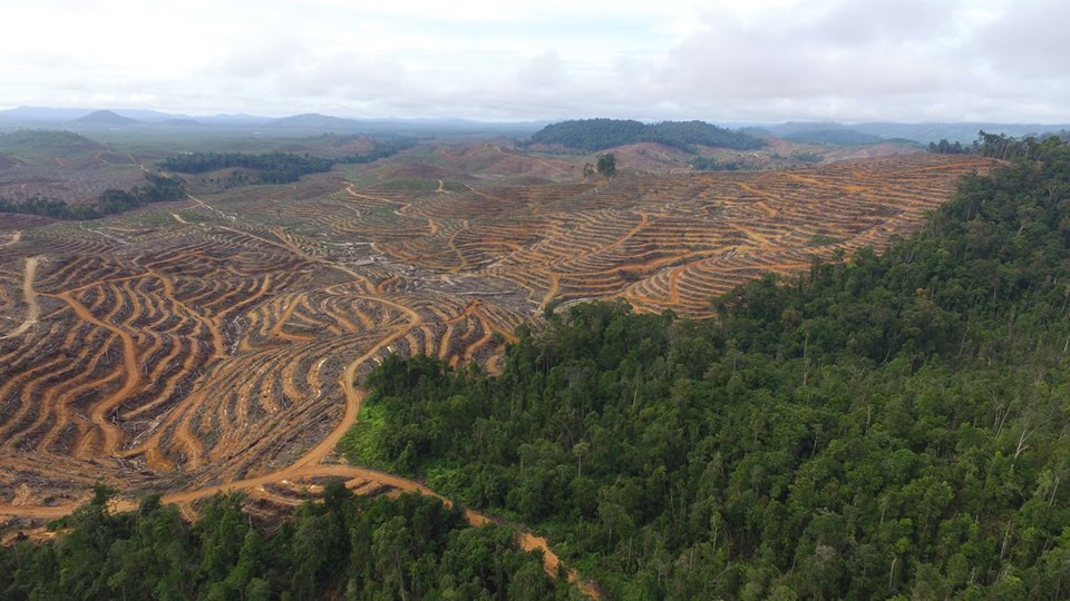 Hutan dihancurkan untuk kebun sawit. Inikah bisnis yang akan dilanggengkan dengan omnibus law? Foto: Save Our Borneo