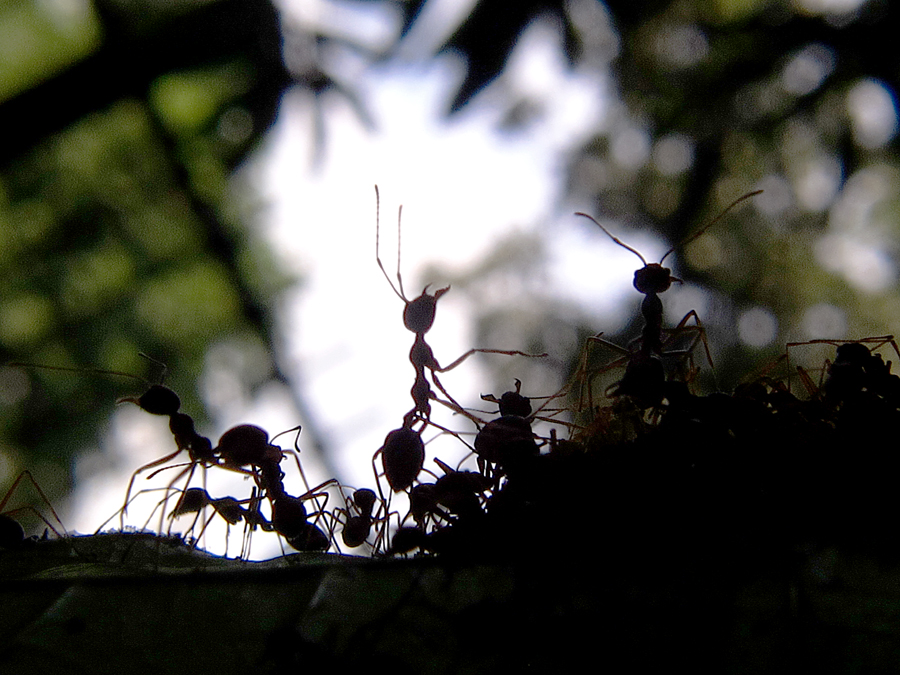 Semut rang-rang merupakan satwa yang hidup berkoloni | Foto: Anton Wisuda/Mongabay Indonesia