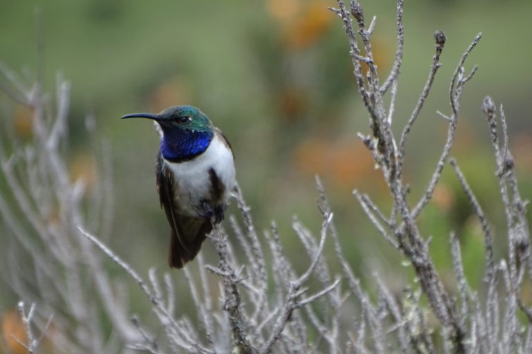 Burung kolibri biru atau Oreotrochilus cyanolaemus | Foto: Francisco Sornoza