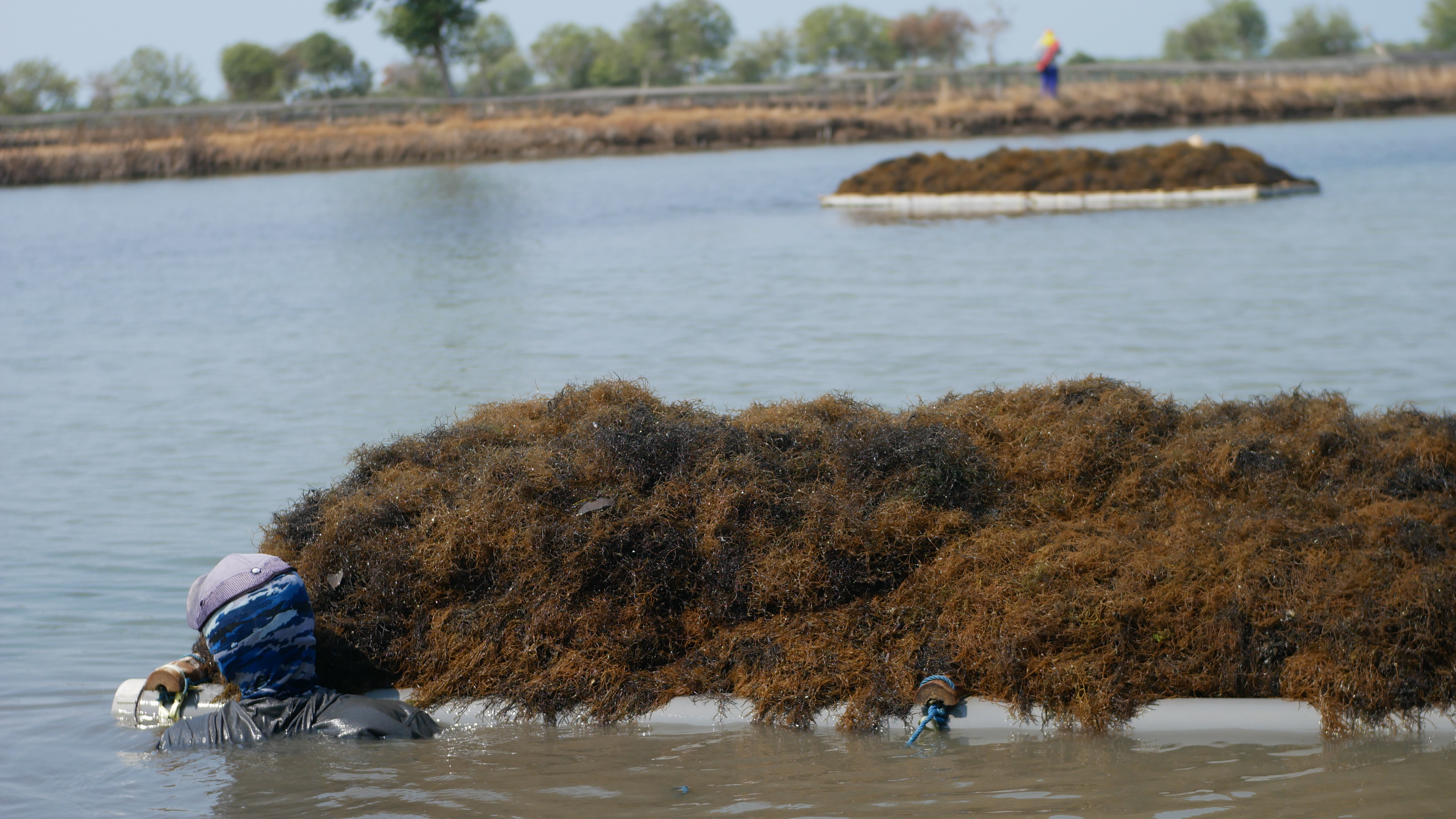 Petani sedang memanen rumput laut jenis alga merah di Kabupaten Sidoarjo, Jatim. Foto: DJPB KKP/Mongabay Indonesia 