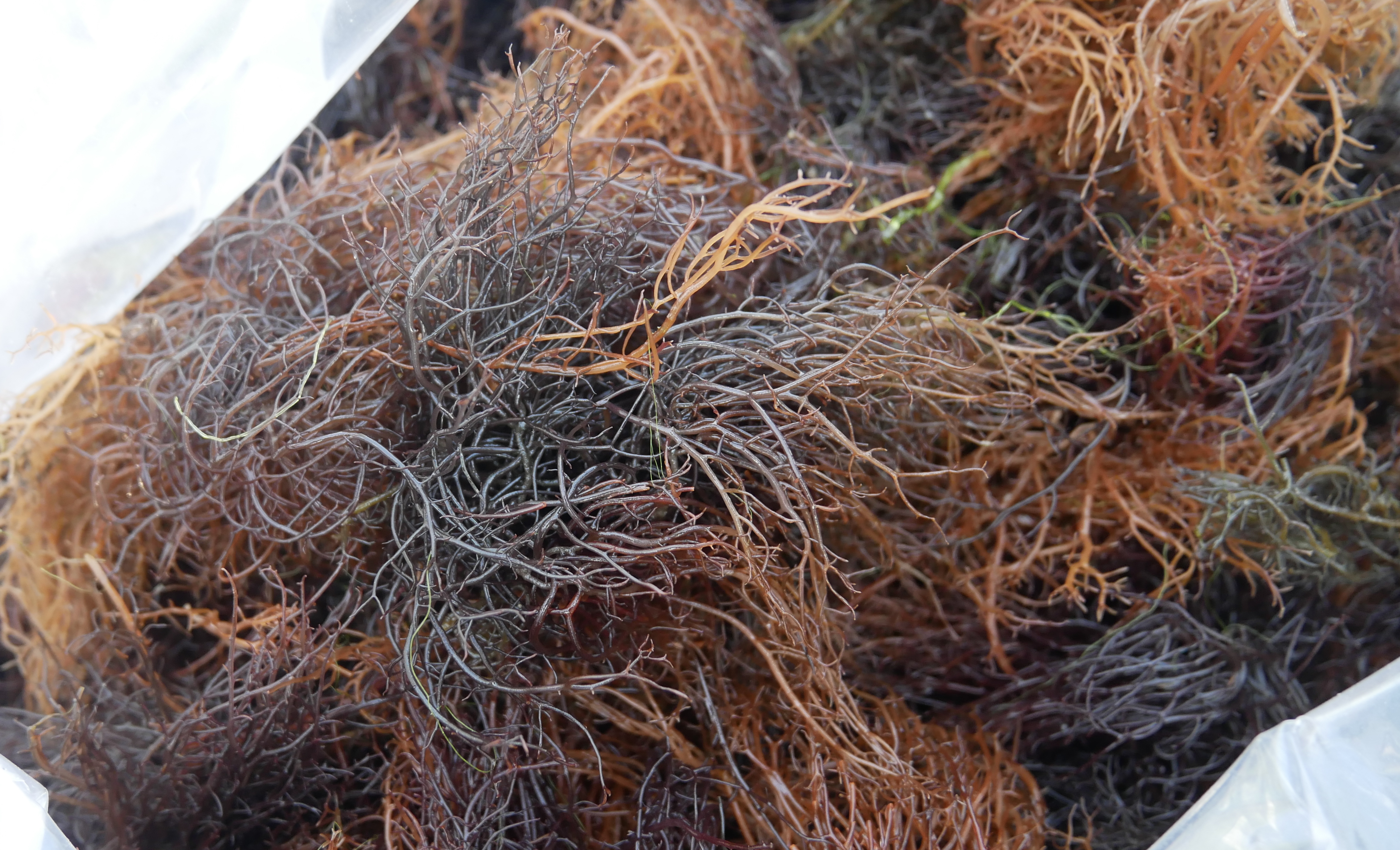 Gracilaria atau alga merah, salah satu jenis rumput laut yang dikembangkan produksinya oleh KKP sekaligus berfungsi penyerap karbon tinggi. Foto: DJPB KKP/Mongabay Indonesia