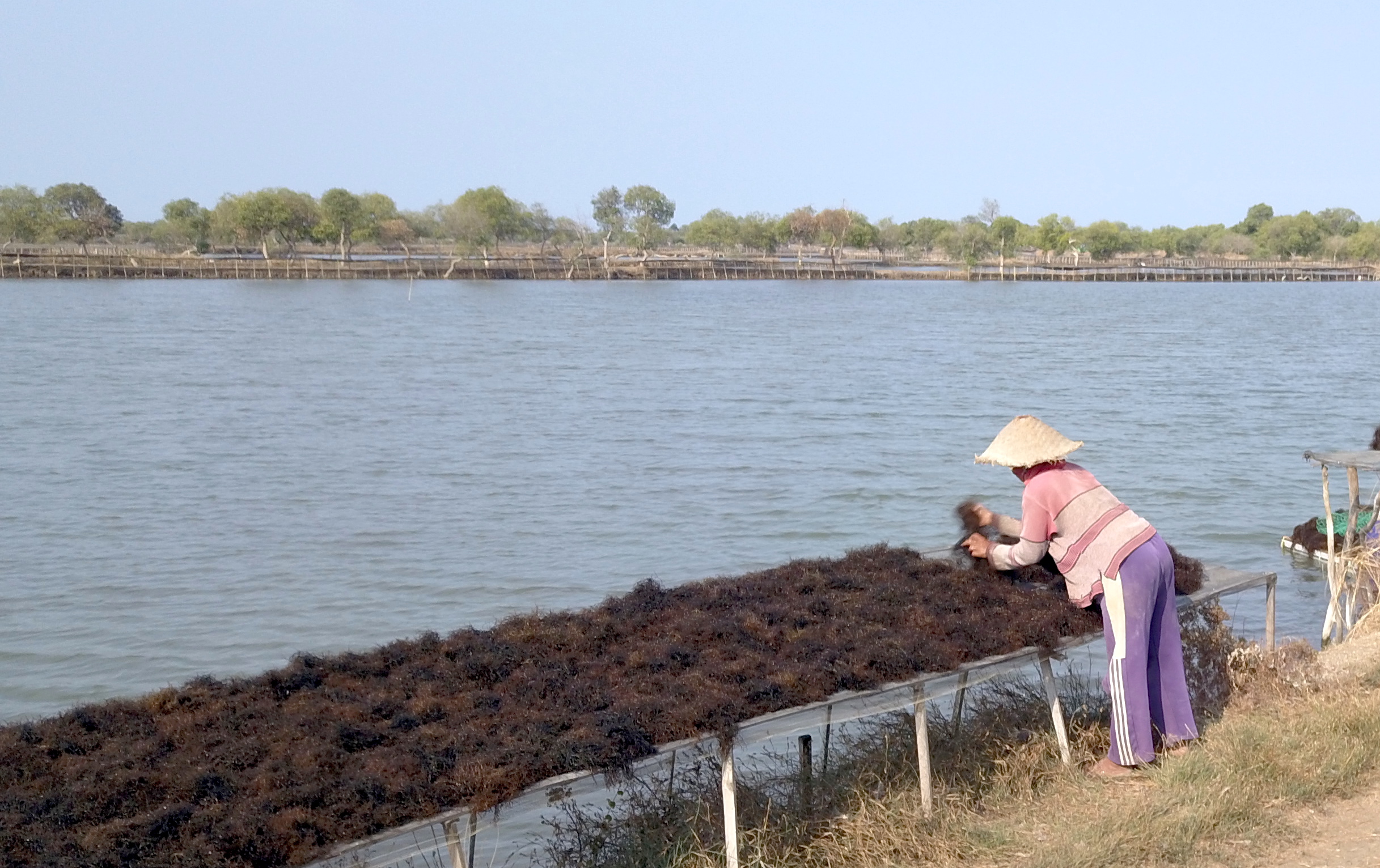 Petani sedang menjemur rumput laut jenis alga merah di Kabupaten Sidoarjo, Jatim. Foto: DJPB KKP/Mongabay Indonesia