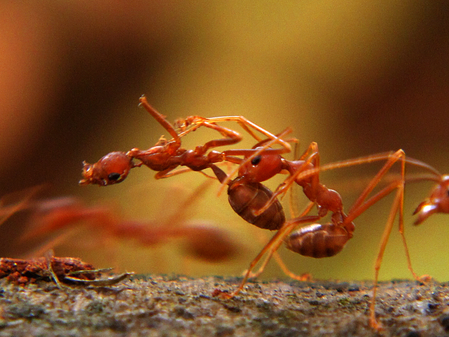Seperti karakter semut pada umumnya, semut rang-rang merupakan satwa sosial pekerja | Foto: Anton Wisuda/Mongabay Indonesia