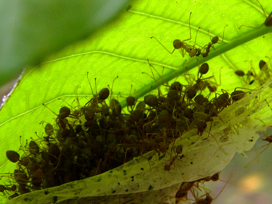 Semut rang-rang merupakan semut yang hidup berkoloni, disebut juga superorganisme | Foto: Anton Wisuda/Mongabay Indonesia