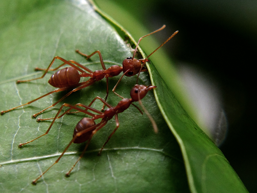 Semut rang-rang yang sedang bekerja membangun sarang | Foto: Anton Wisuda/Mongabay Indonesia