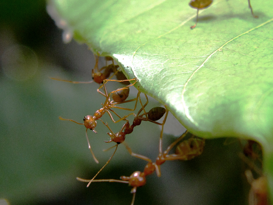 Semut rang-rang merupakan satwa pekerja dan berkoloni. Foto : Anton Wisuda/Mongabay Indonesia
