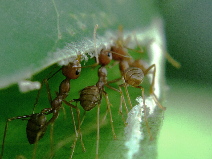 Semut rang-rang yang sedang menganyam sarang | Foto: Anton Wisuda/Mongabay Indonesia
