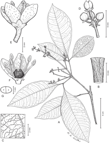 sketsa spesies baru, Vepris bali, diambil dari spesimen yang dikumpulkan oleh Ujor pada tahun 1951. Gambar : Hazel Wilks melalui Pipi, Gosline dan Onana (2018) (CC by 4.0)