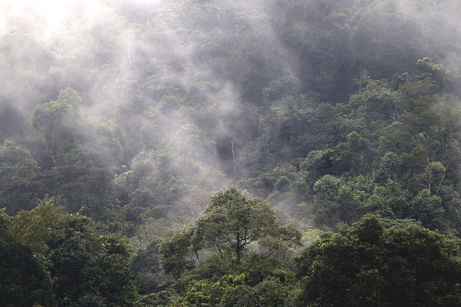 Kawasan Ekosistem Leuser merupakan hutan yang begitu penting bagi manusia dan seluruh makhluk hidup lainnya | Foto: Junaidi Hanafiah/Mongabay Indonesia