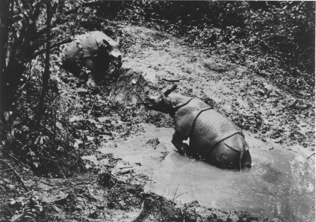 Foto dua individu badak jawa yang berkubang di Taman Nasional Ujung Kulon. Foto: Hoogerwerf, A. – Dipublikasikan tahun 1970/Rhino Resource Center