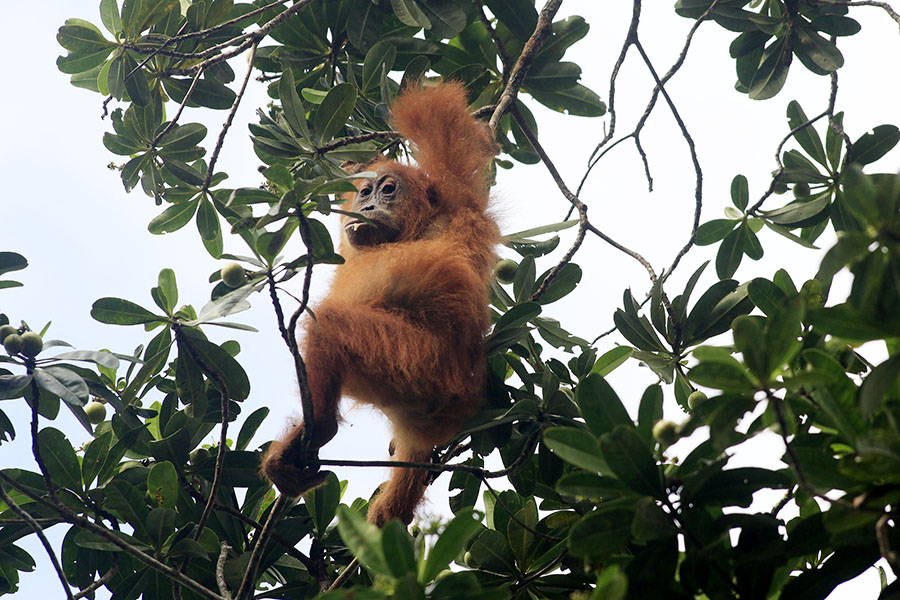 Orangutan sumatera di Stasiun Riset Suaq Belimbing yang mudah dilihat | Foto: Junaidi Hanafiah/Mongabay Indonesia