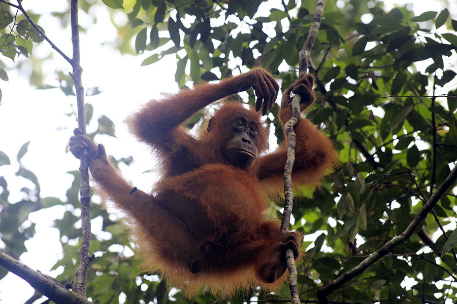 Sebanyak 110 individu orangutan telah diidentifikasi di Suaq Belimbing. Foto: Junaidi Hanafiah/Mongabay Indonesia
