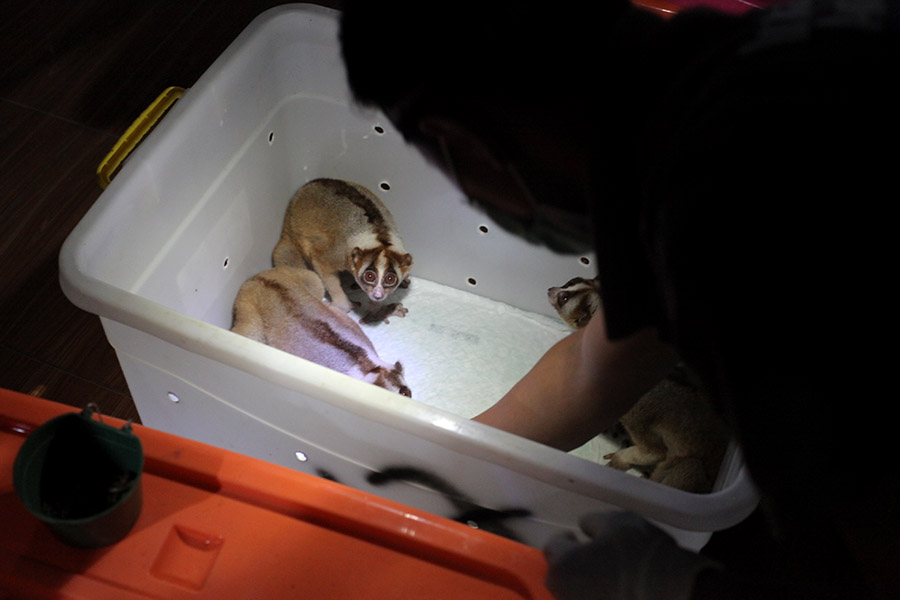 Perawat satwa rutin memeriksa kondisi kukang sebelum dilepasliarkan ke hutan | Foto: IAR Indonesia