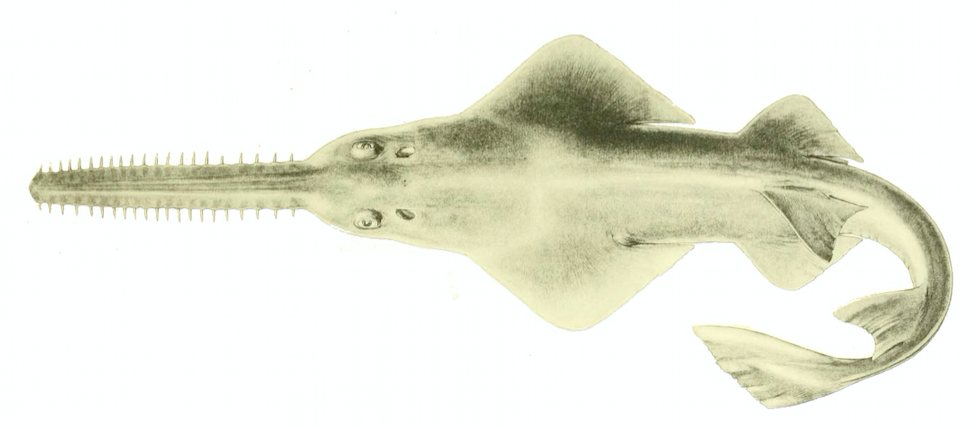 Pari gergaji kerdil, dwarf sawfish (Pristis clavata) | Sumber: Wikimedia commons