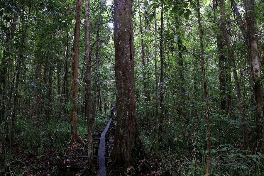 Stasiun Suaq Belimbing ada di Taman Nasional Gunung Leuser (TNGL) yang merupakan bagian dari hutan rawa gambut Kluet | Foto: Junaidi Hanafiah/Mongabay Indonesia