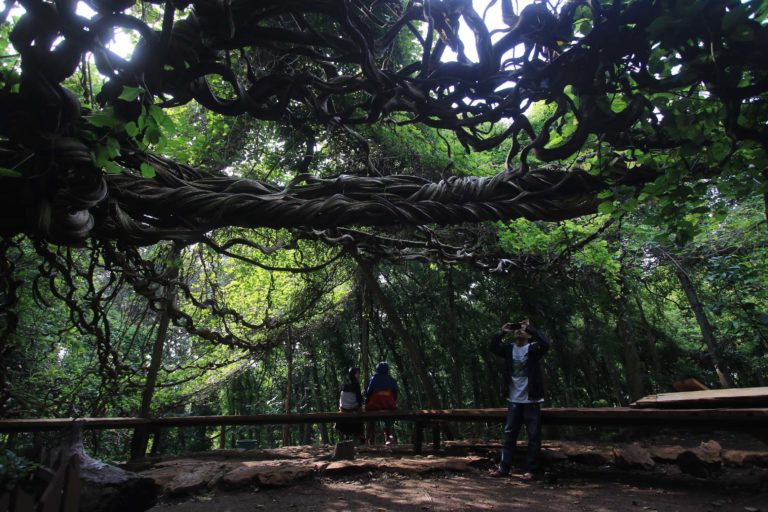 Pengunjung memotret pohon yang merupakan ikon di area wisata ini | Falahi Mubarok/ Mongabay Indonesia