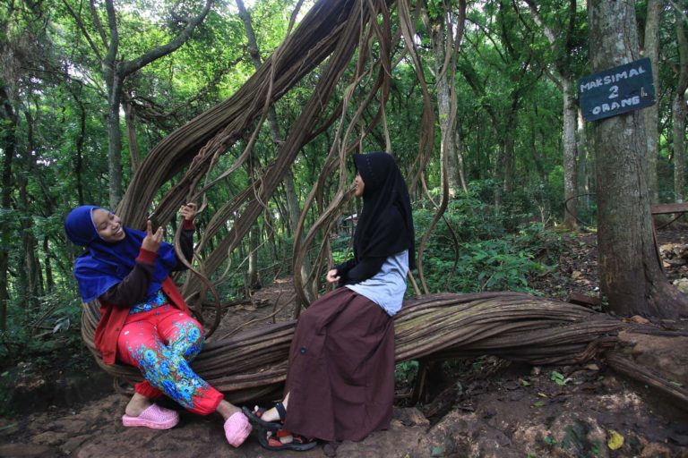 Dua pengunjung saat berfoto di salah satu akar pohon dedalu | Falahi Mubarok/ Mongabay Indonesia