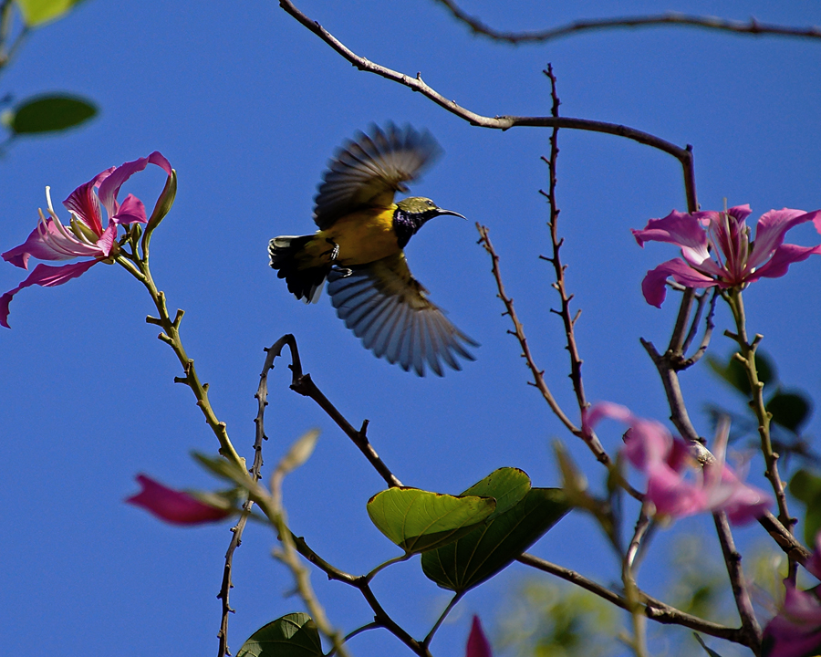 Burung Madu Sriganti | Foto: Anton Wisuda/Mongabay Indonesia