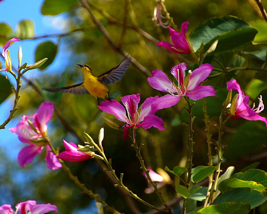 Burung Madu Sriganti (Nectarinia jugularis) | Foto: Anton Wisuda/Mongabay Indonesia