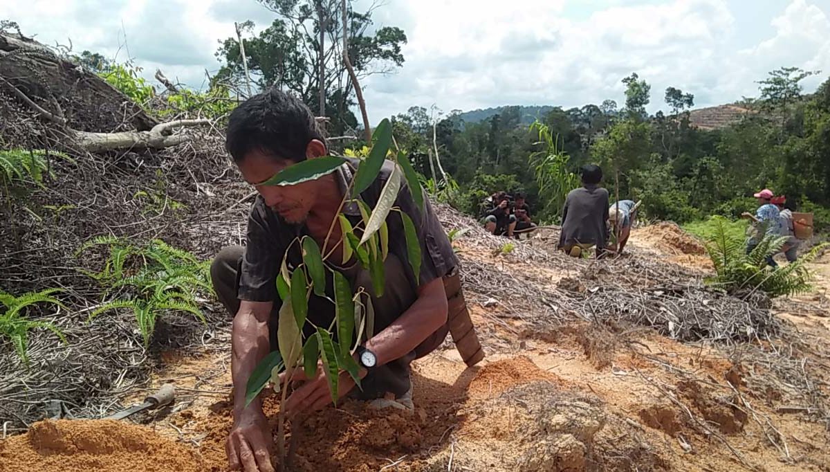 Warga Kinipan menanam pohon di lokasi land clearing PT SML. Foto: Budi Baskoro/ Mongabay Indonesia